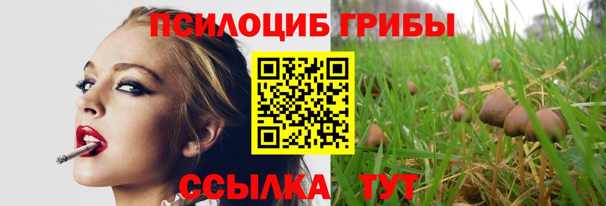 Волжск  Псилоцибиновые грибы Psilocybine cubensis  Вход с VPN 
